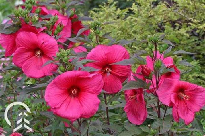 Will a dead hibiscus come back?