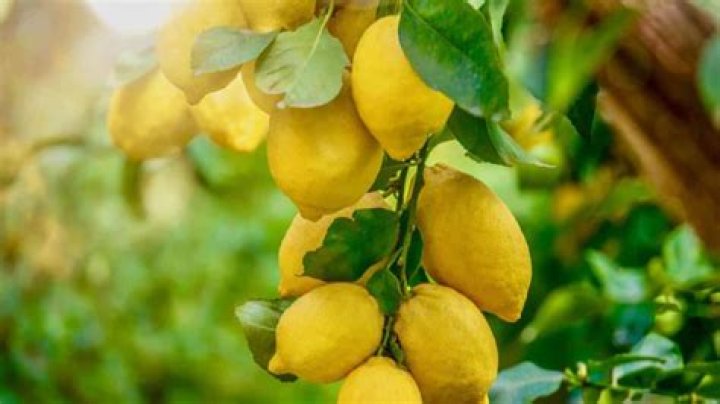Will a lemon tree grown from seed produce lemons?