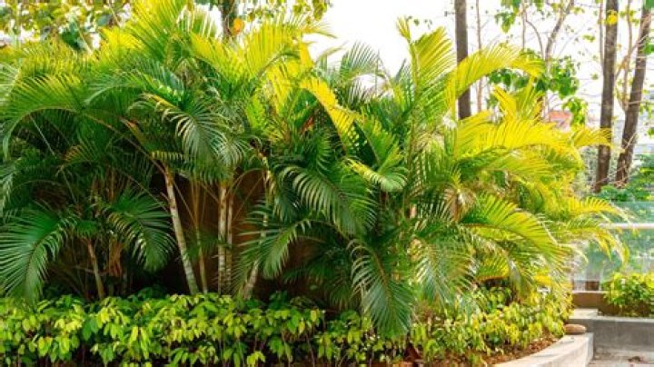 Will a palm grow back if cut off?
