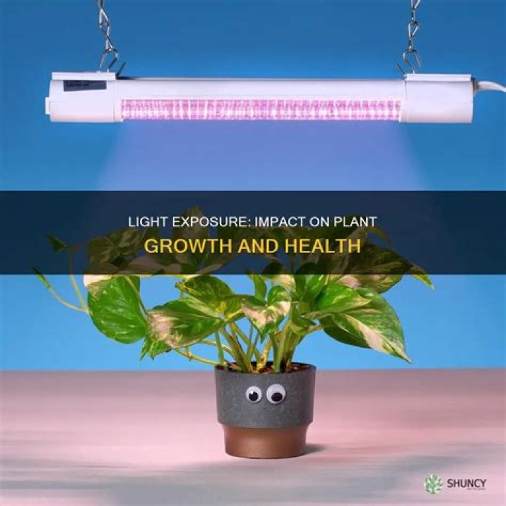Will a plant go higher with more light?