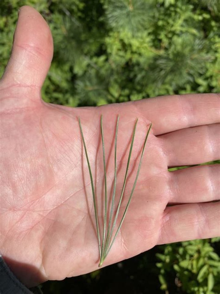 Will a spruce tree regrow needles?