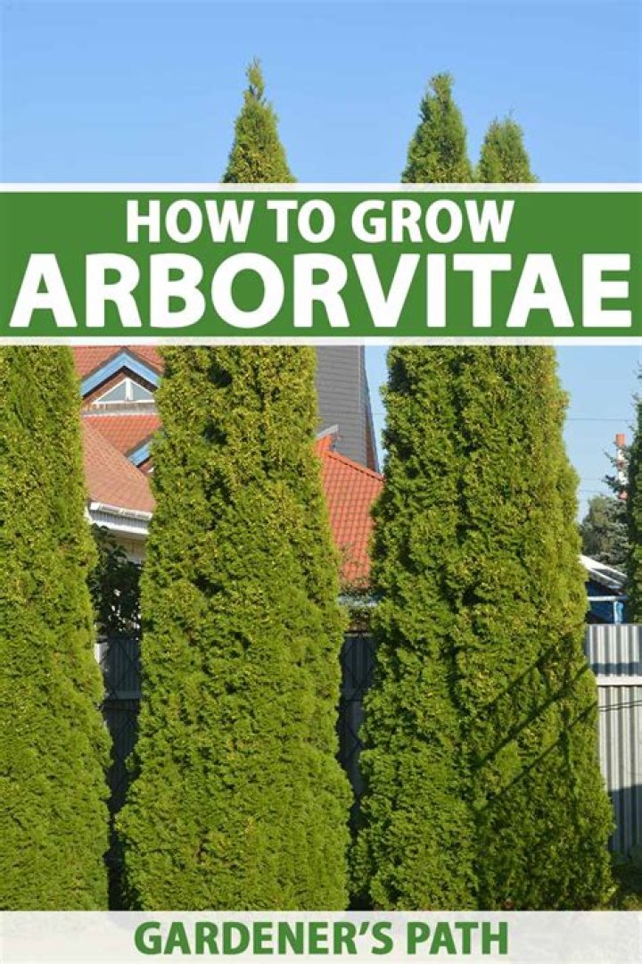 Will arborvitae grow back if cut down?