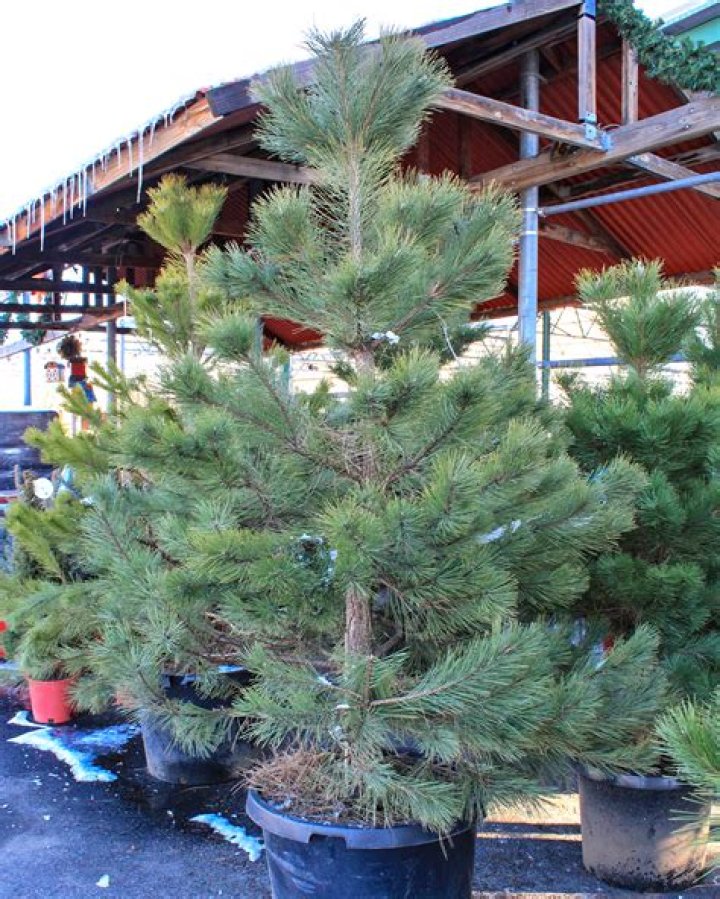 Will Austrian pine grow in shade?