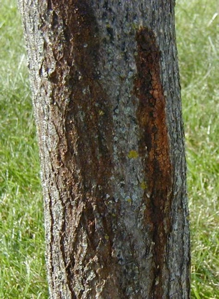Will black spot kill a maple tree?