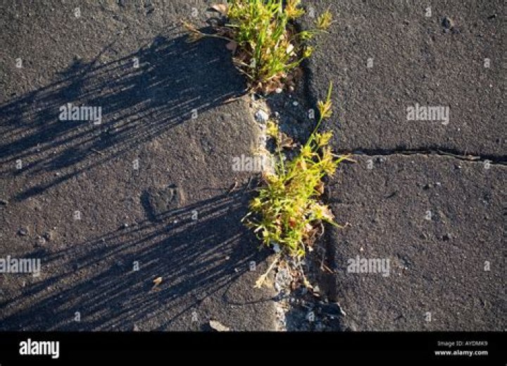 Will bleach kill weeds in sidewalk cracks?