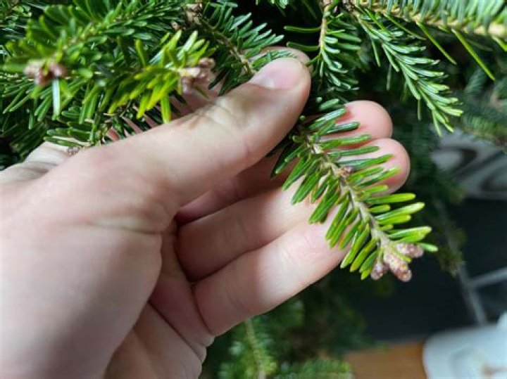 Will blue spruce regrow needles?