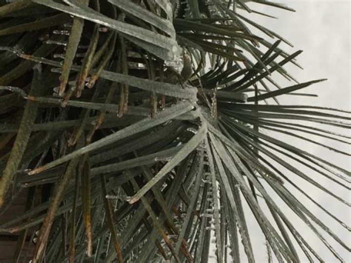 Will bottle brush trees come back after freeze?
