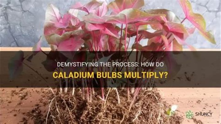 Will caladium bulbs multiply?
