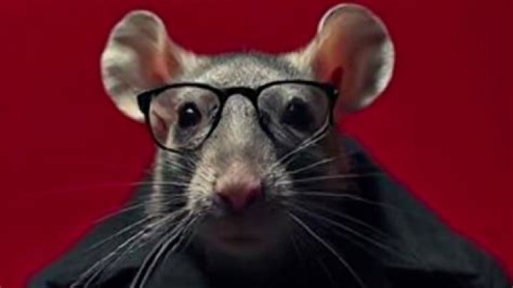 Will cheese kill my rabbit?