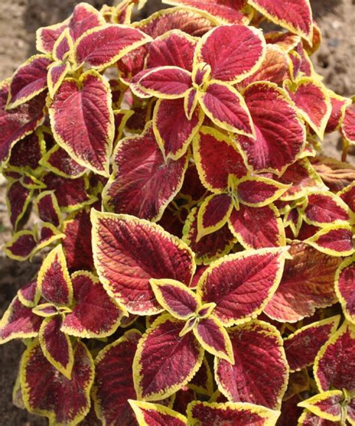 Will coleus regrow if cut back?