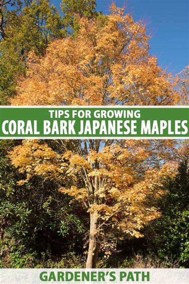 Will coral bark Japanese maple grow in full sun?