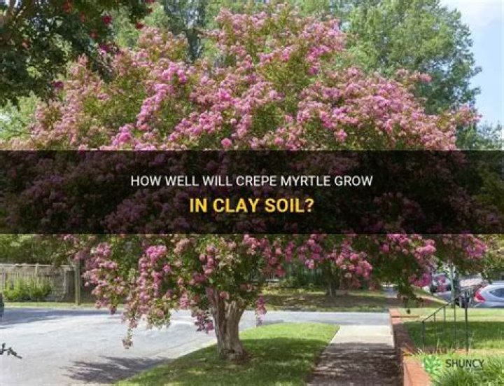 Will crepe myrtle grow in rocky soil?