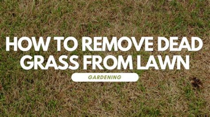 Will dead grass regrow?