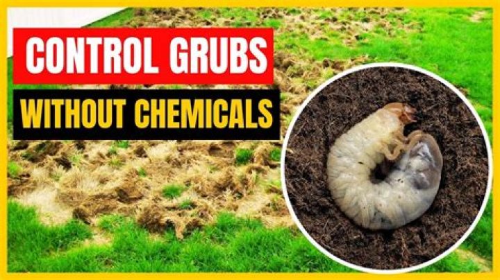 Will diatomaceous earth kill grubs in lawn?