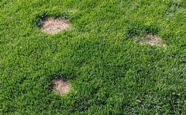 Will fescue fill in bare spots?