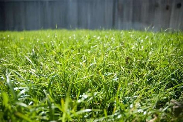 Will fescue take over Bermuda grass?