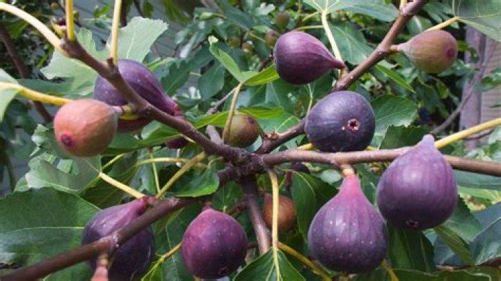 Will fig trees grow in zone 8a?
