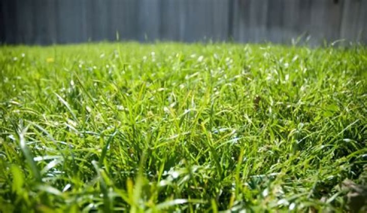 Will grass choke out weeds?