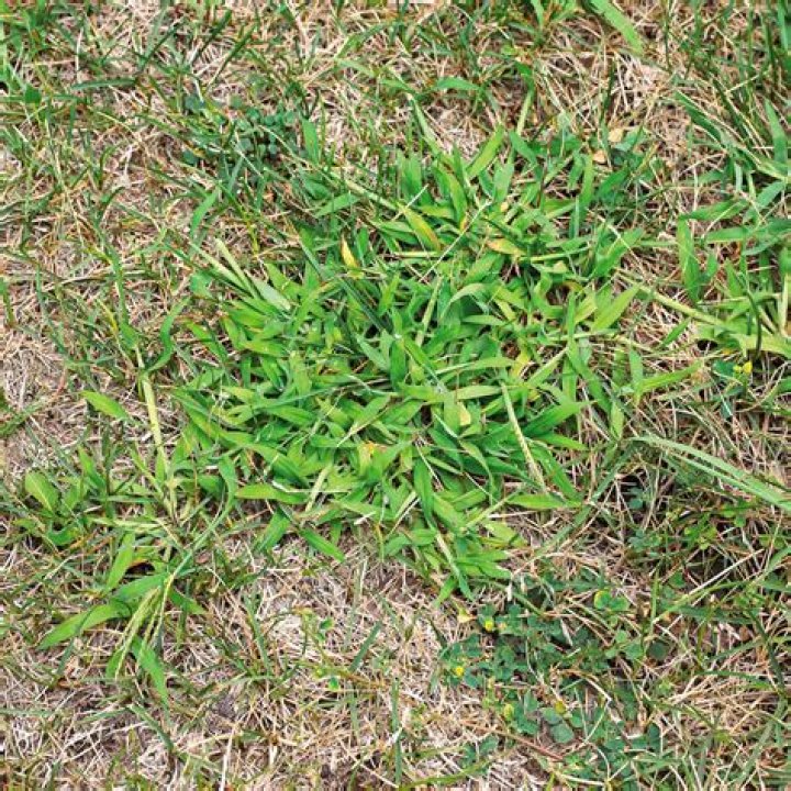 Will grass eventually overtake weeds?