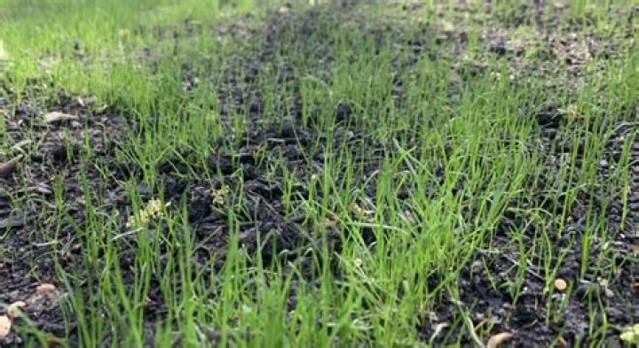 Will grass grow back after dug up?