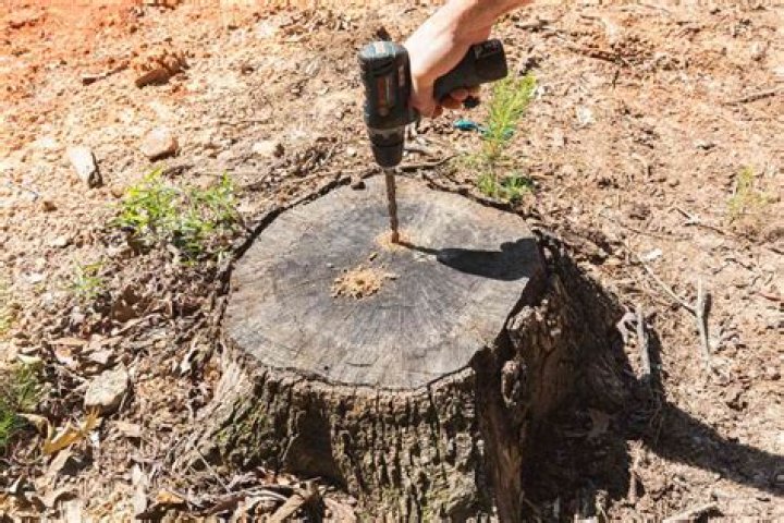 Will I kill a tree by drilling a hole in it?