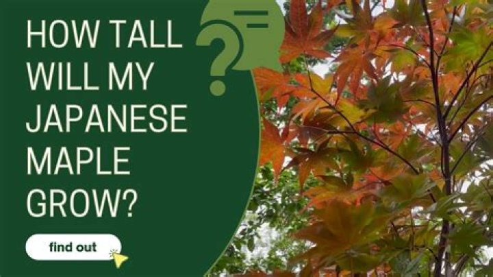 Will Japanese maple grow in Minnesota?