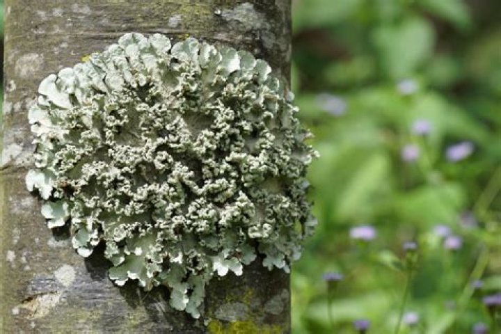 Will lichen kill my tree?