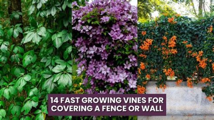Will mandevilla grow on fence?