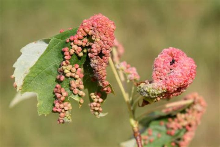 Will maple gall mites go away?