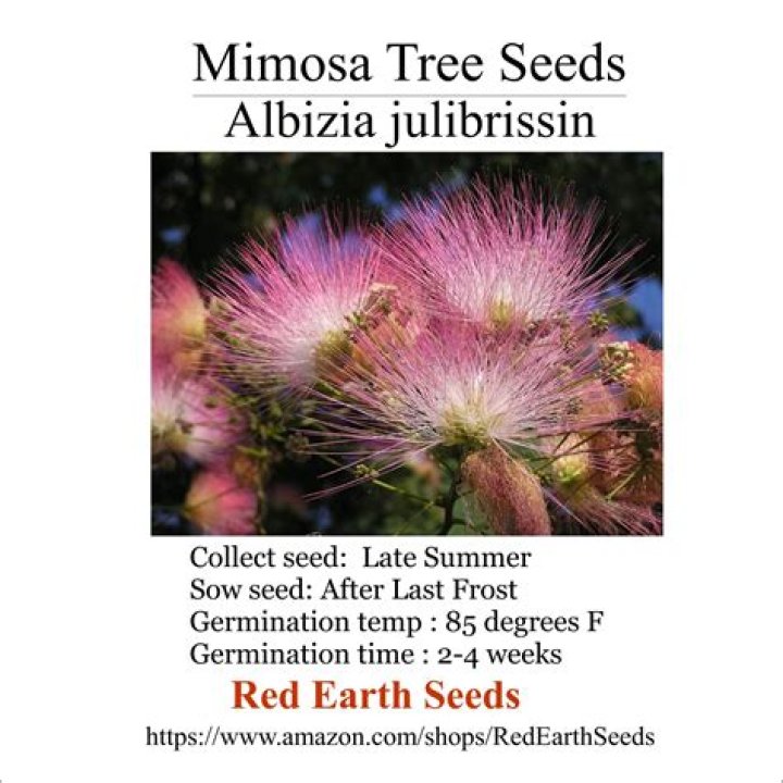 Will mimosa trees grow in Texas?