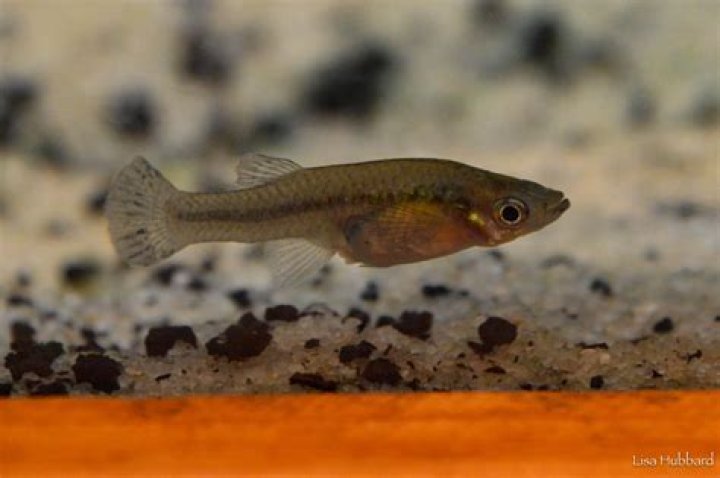 Will mosquito fish take over a pond?