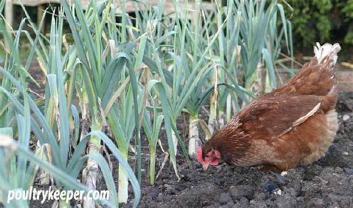 Will my chickens eat my grass seed?