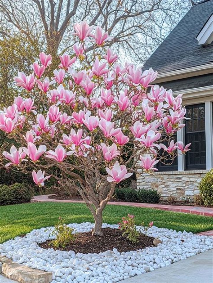 Will powdery mildew kill my magnolia tree?