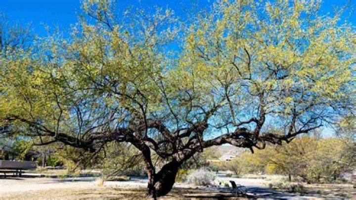 Will remedy kill mesquite trees?