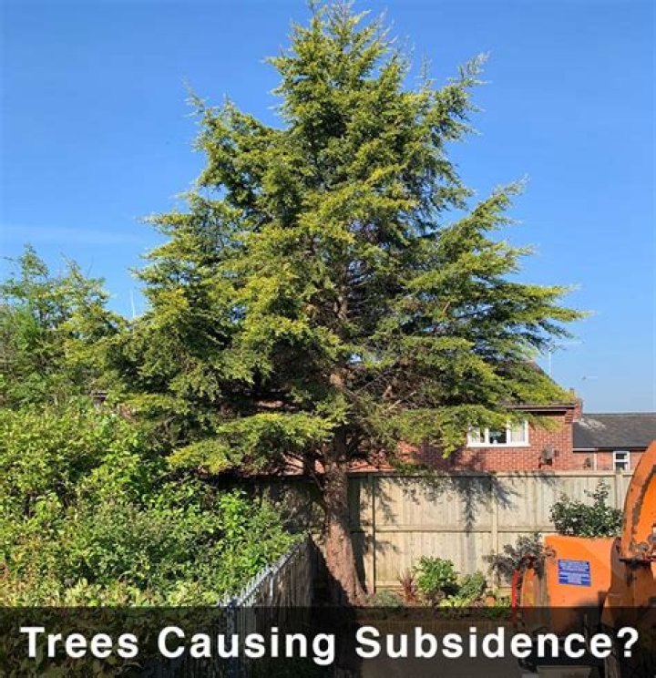 Will removing tree cause subsidence?