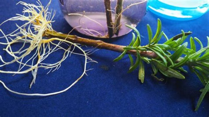 Will rosemary cuttings grow roots in water?