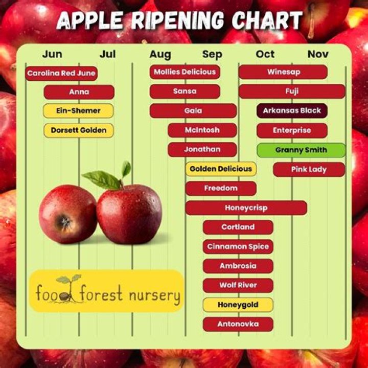 Will Roundup kill my apple tree?