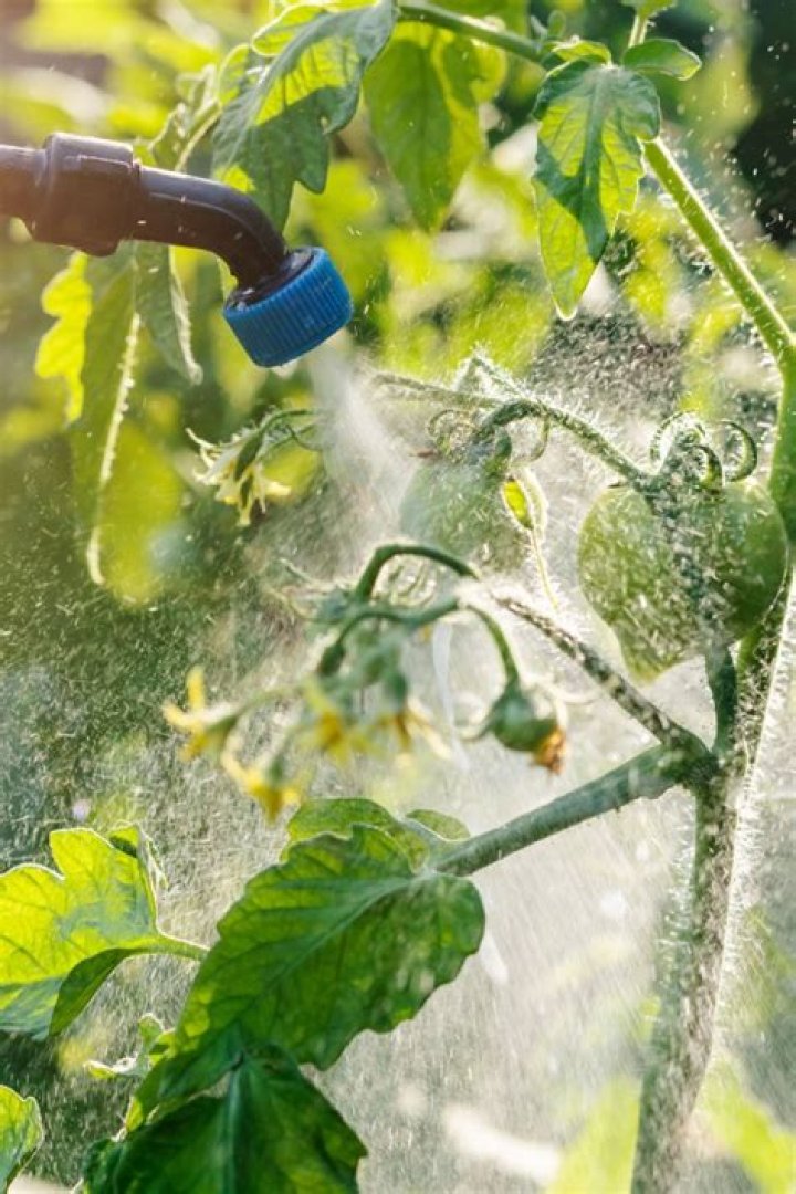 Will soapy water spray kill aphids?
