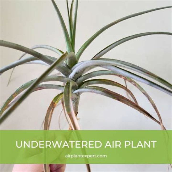 Will softened water hurt my plants?