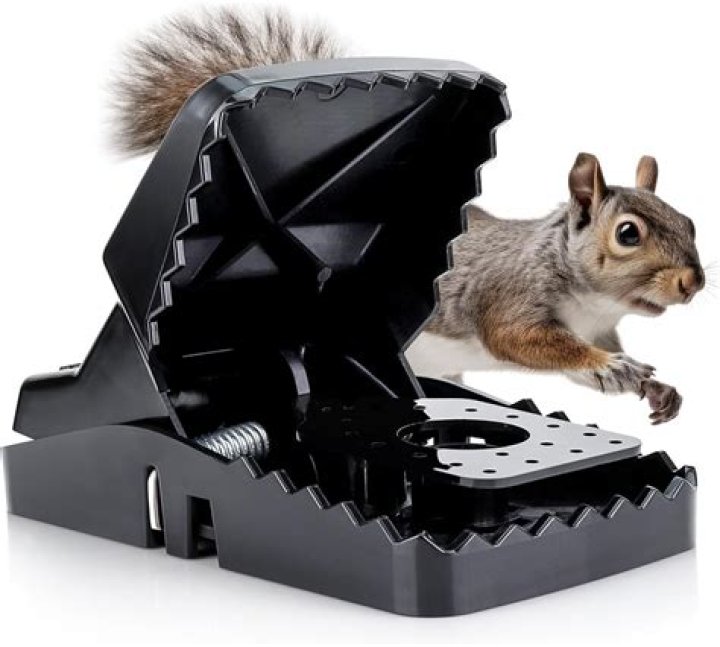 Will Tanglefoot stop squirrels?