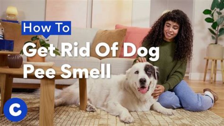 Will the smell of dog pee go away?