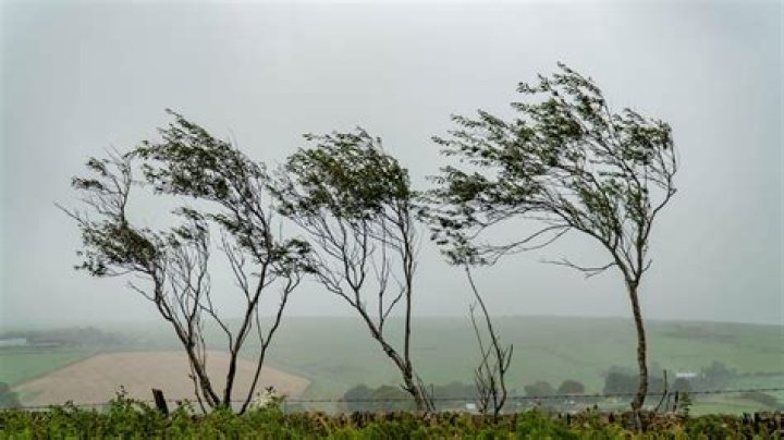 Will trees recover from wind damage?