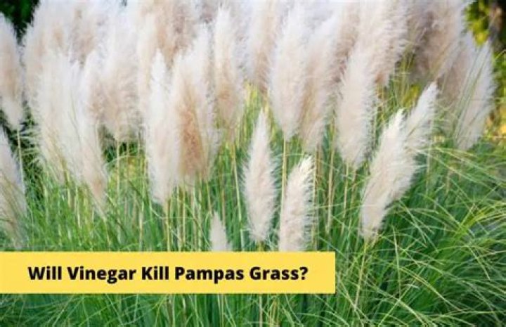 Will vinegar kill wiregrass?