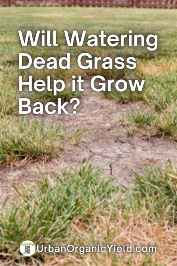 Will watering dead grass bring it back?
