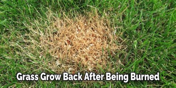 Will watering help burnt grass?