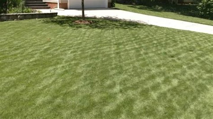 Will Zoysia grass spread on its own?
